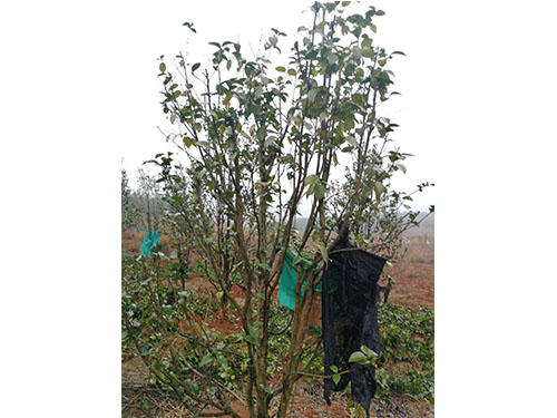 萬(wàn)樟茶花救治  (9)